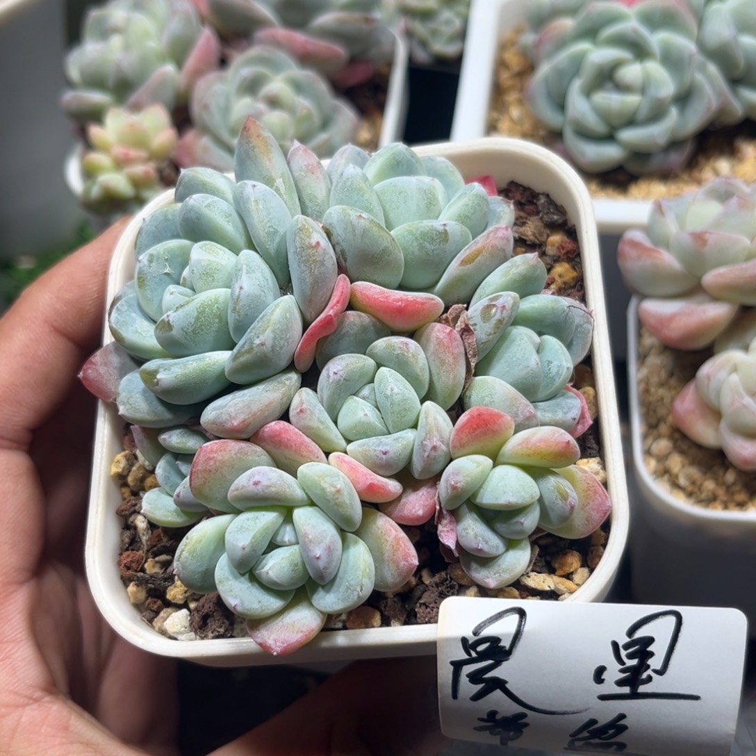 晨星专拍冰玉群生寄养