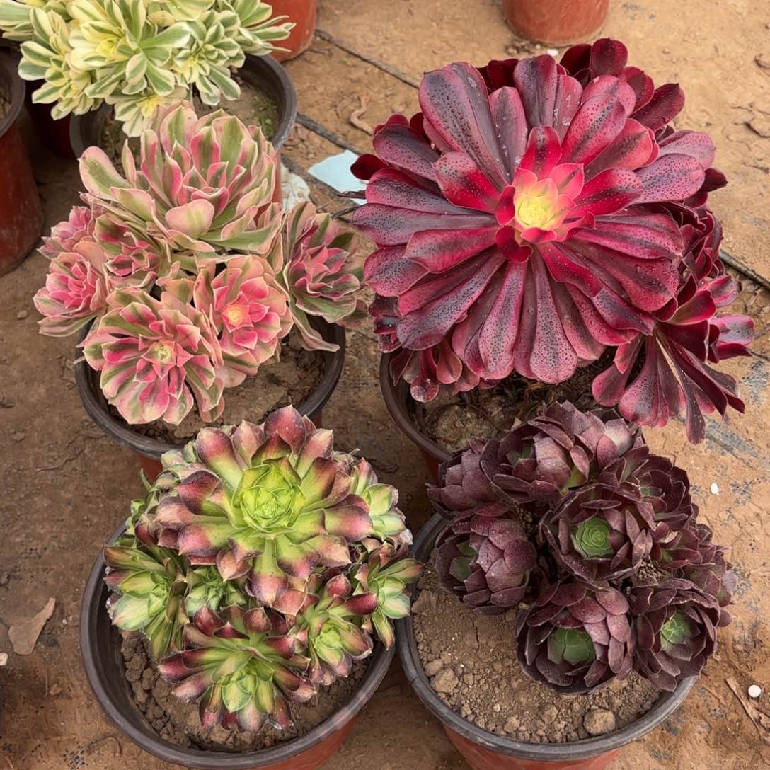 美杜莎粉女巫黑金玫瑰绣球韶华19.8