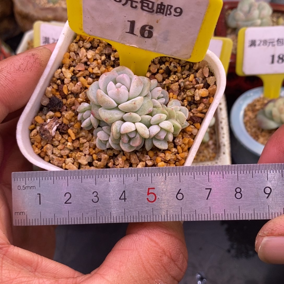 916冰玉7头小树小脸……