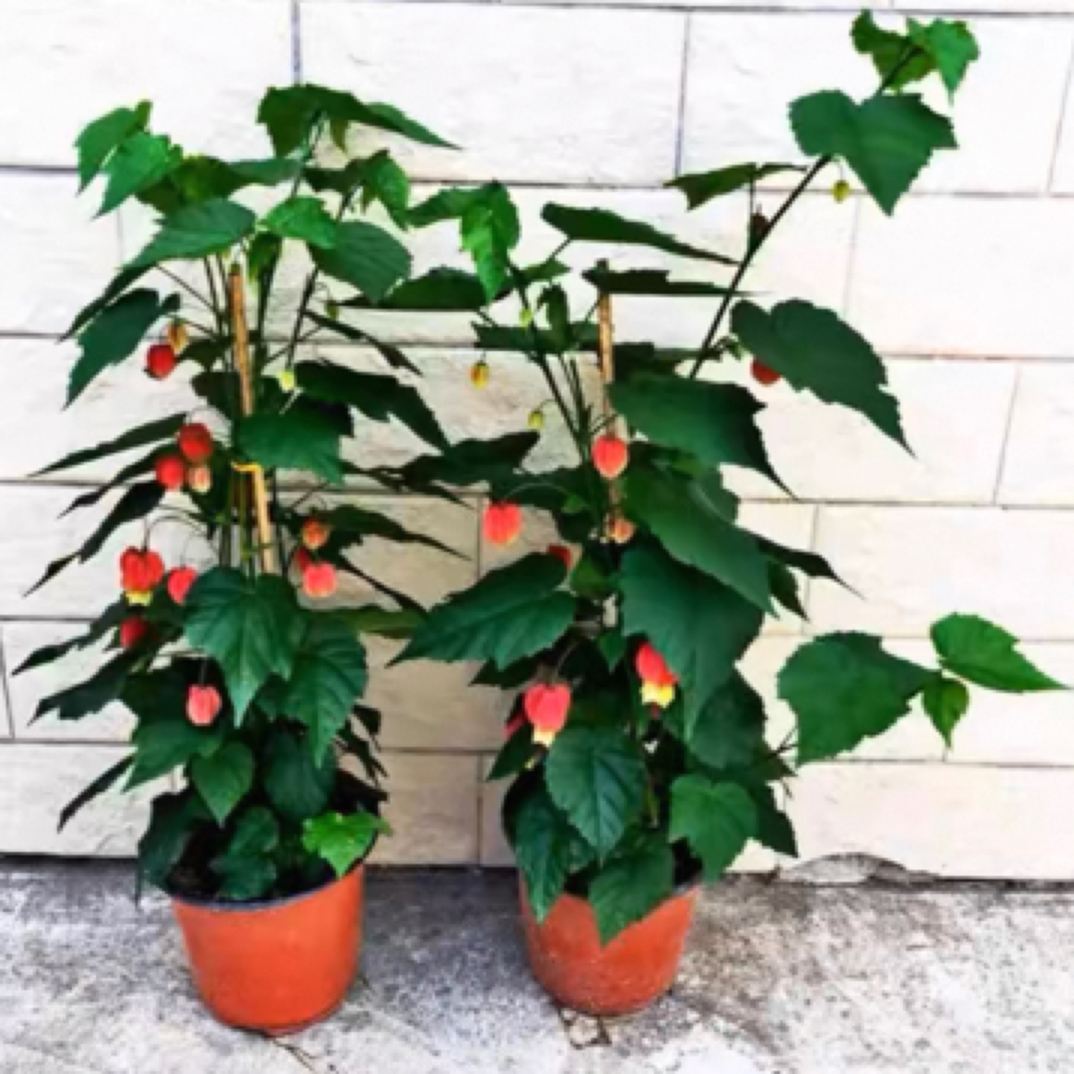 灯笼花蔓性风铃花爬藤植物四季开花室内外庭院盆栽绿植