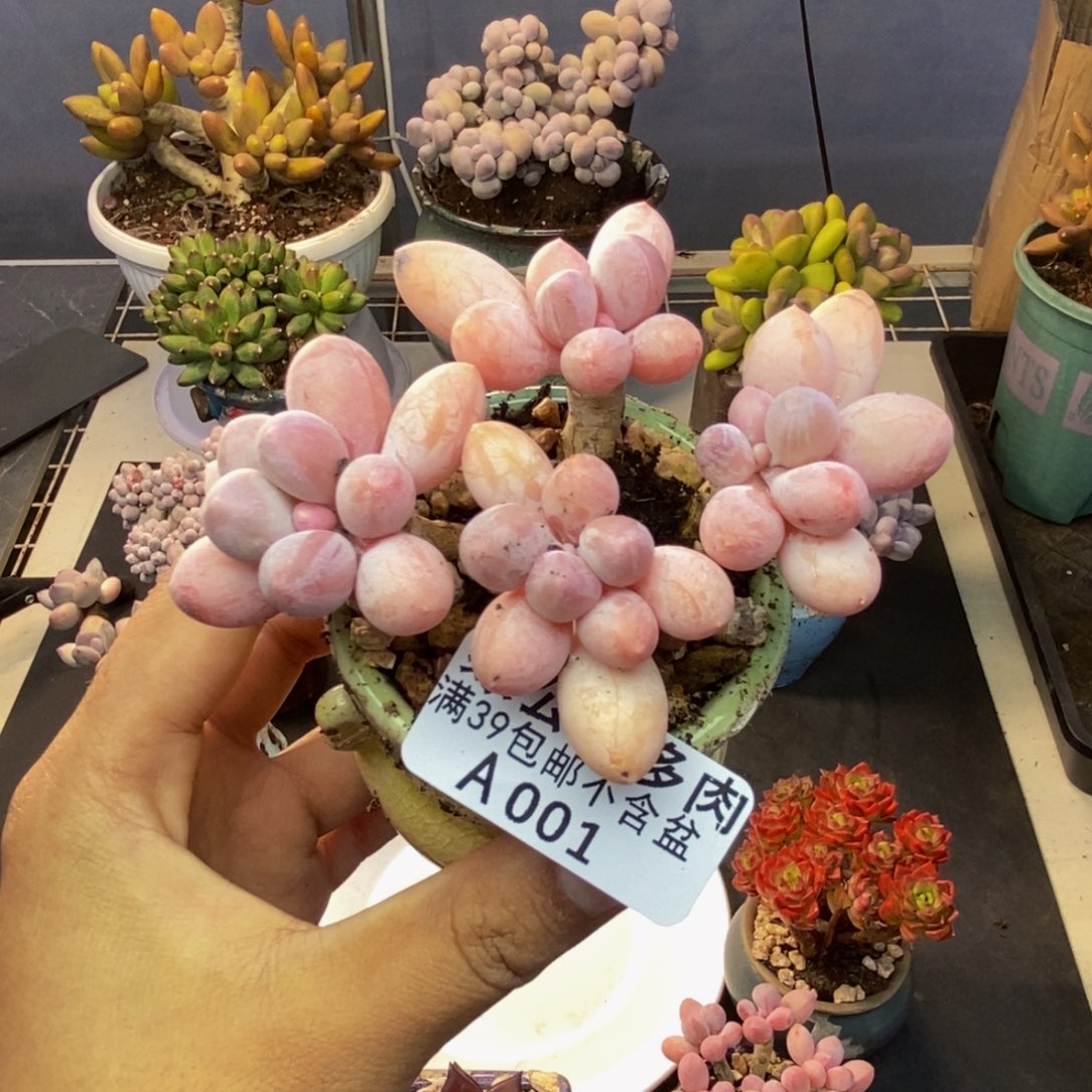001香水手指奶多肉7cm