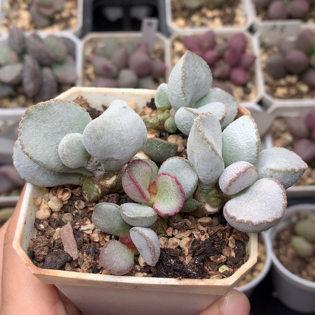 98号白蛋 7方满盆