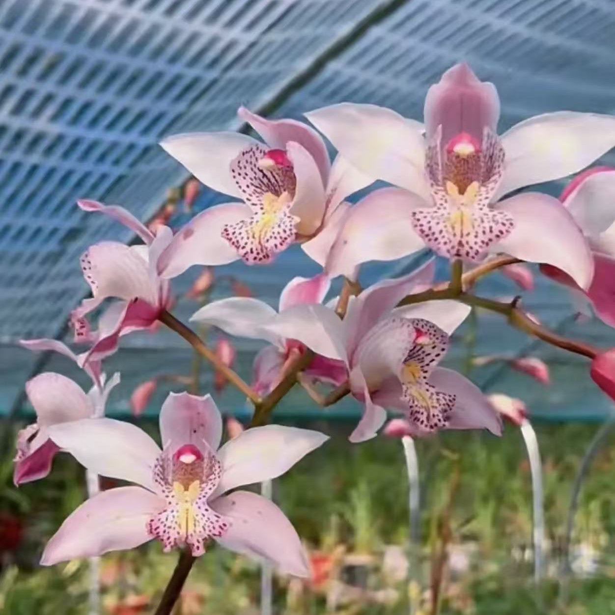 云上花卉一物一拍2号店