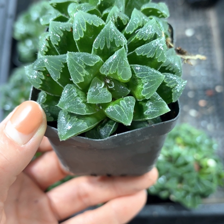 芷寿群生多肉植物