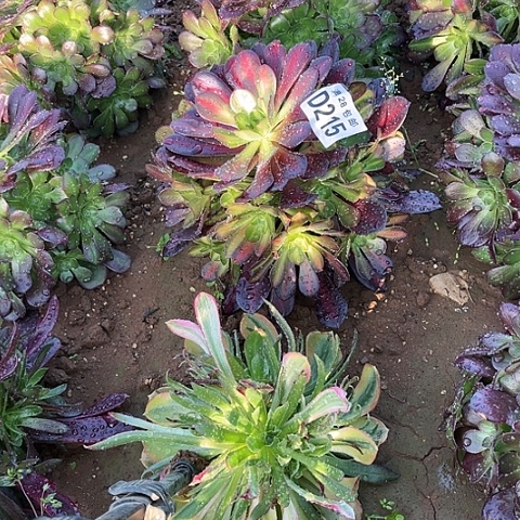 215华那不包断枝