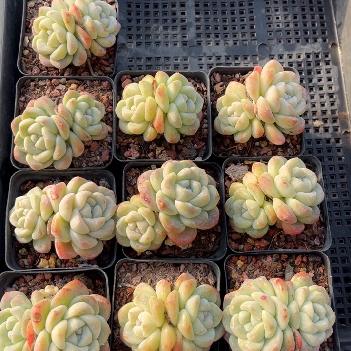 冰玉多肉七方盆一组10个16号