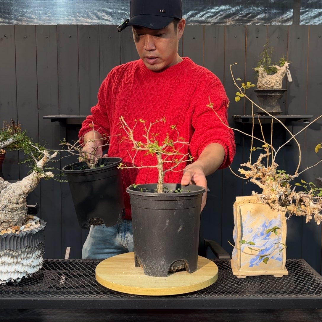 象足漆树择优发货