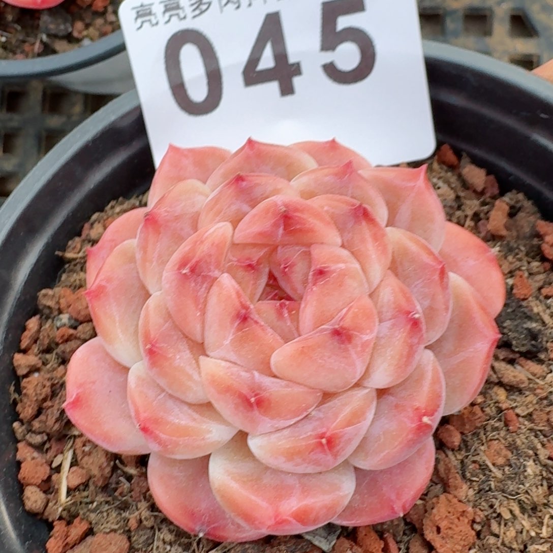 冰魄         多肉植物