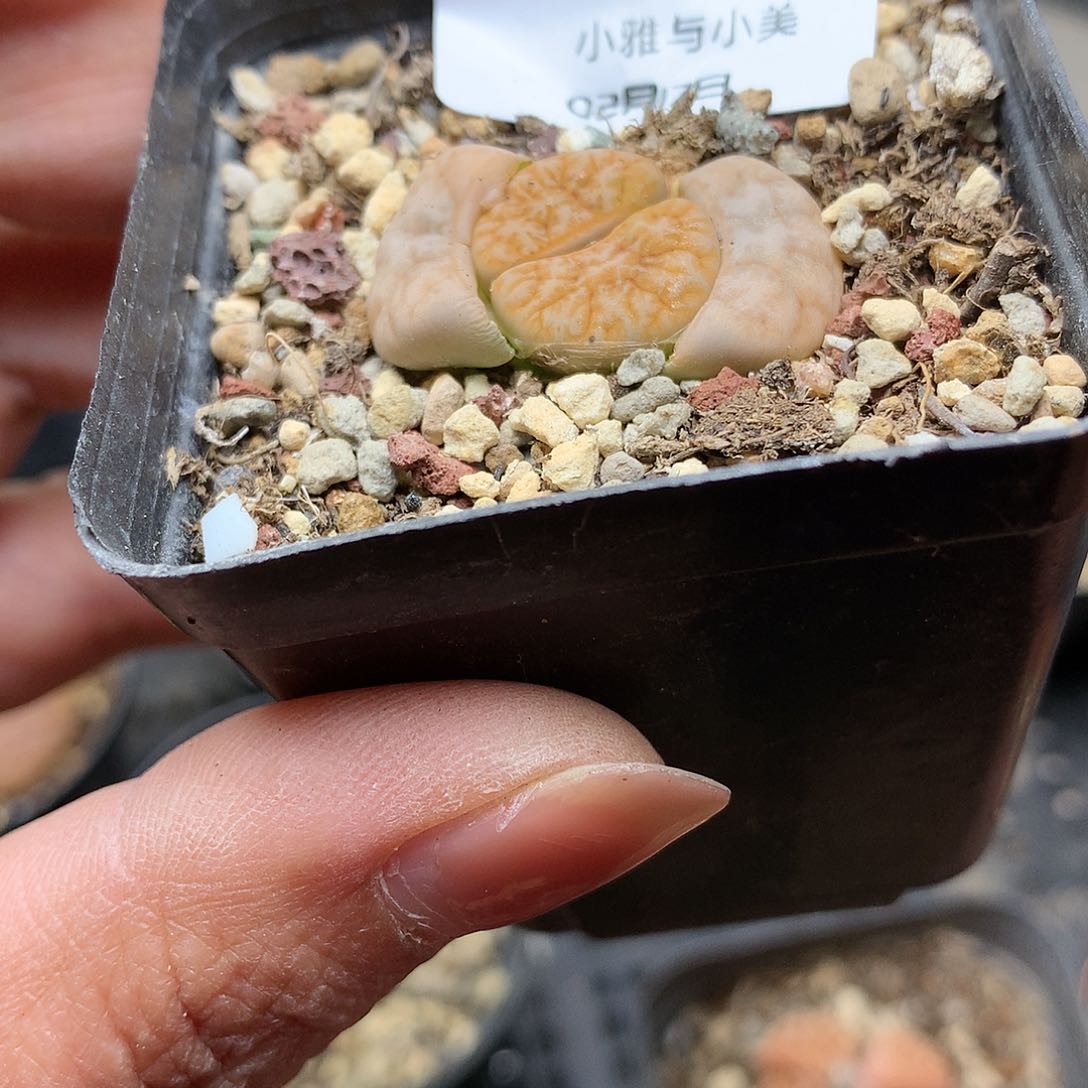W465多肉植物保护研究所