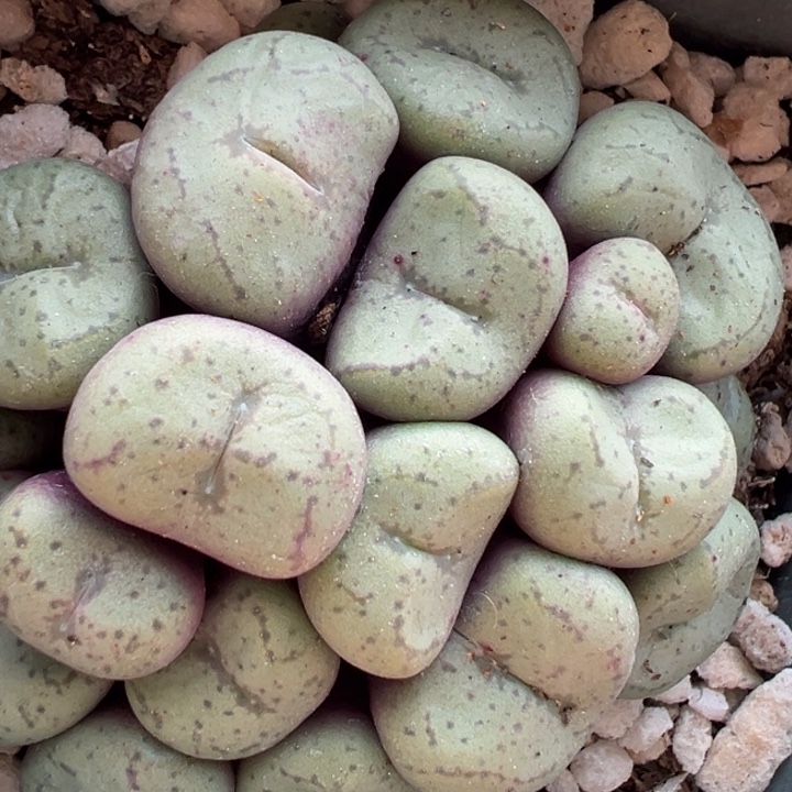 104号双12福利嗨不代表平时价格