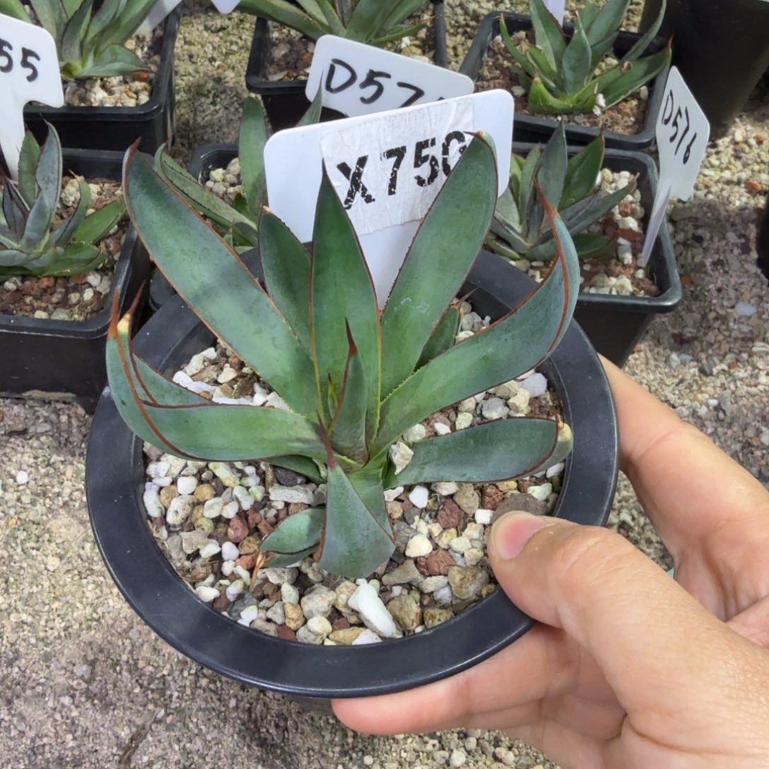 W***k福利上帝之手一颗脱土发