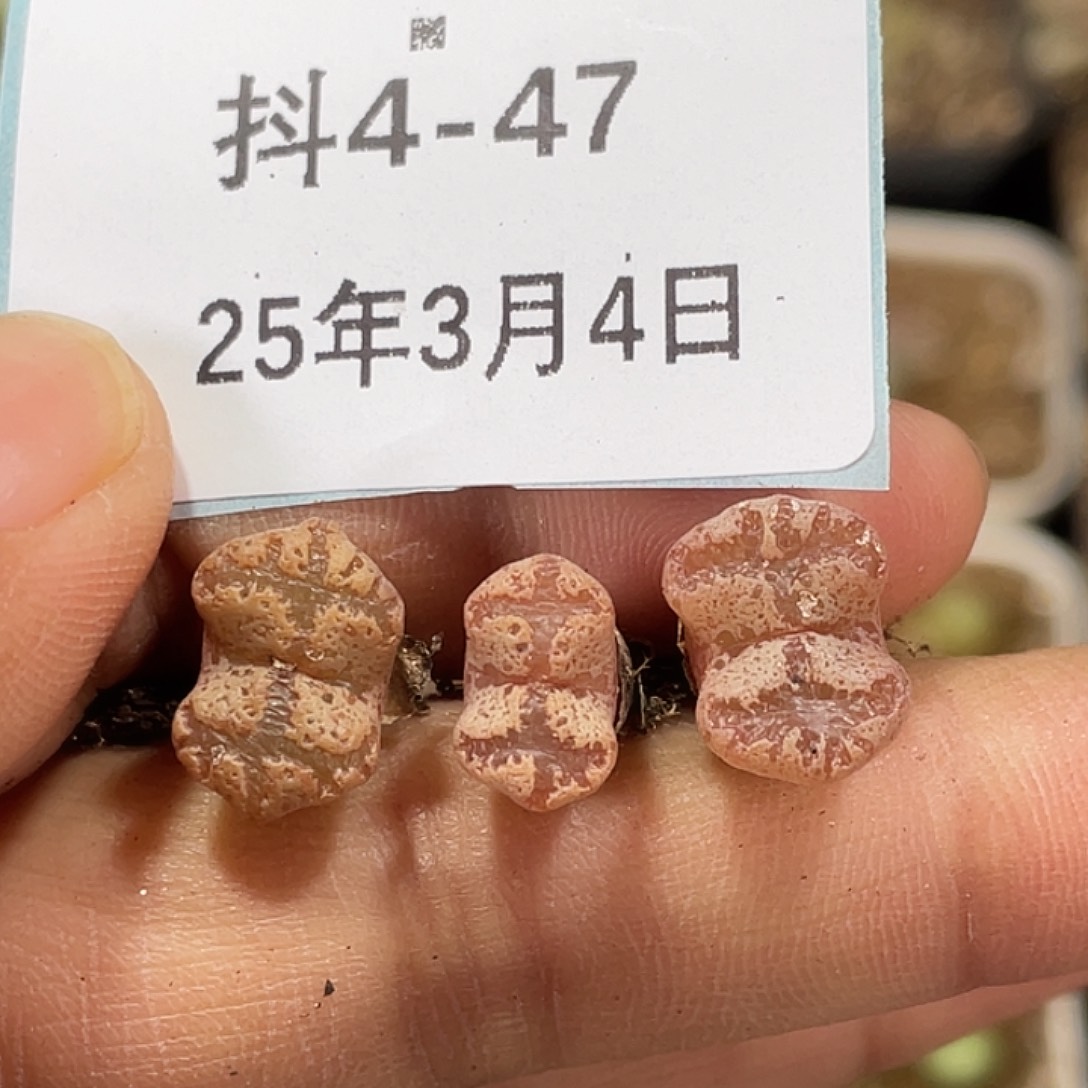 4-47超碟多肉植物