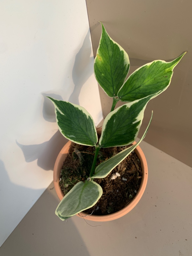 鱼尾外锦球兰 室内绿植