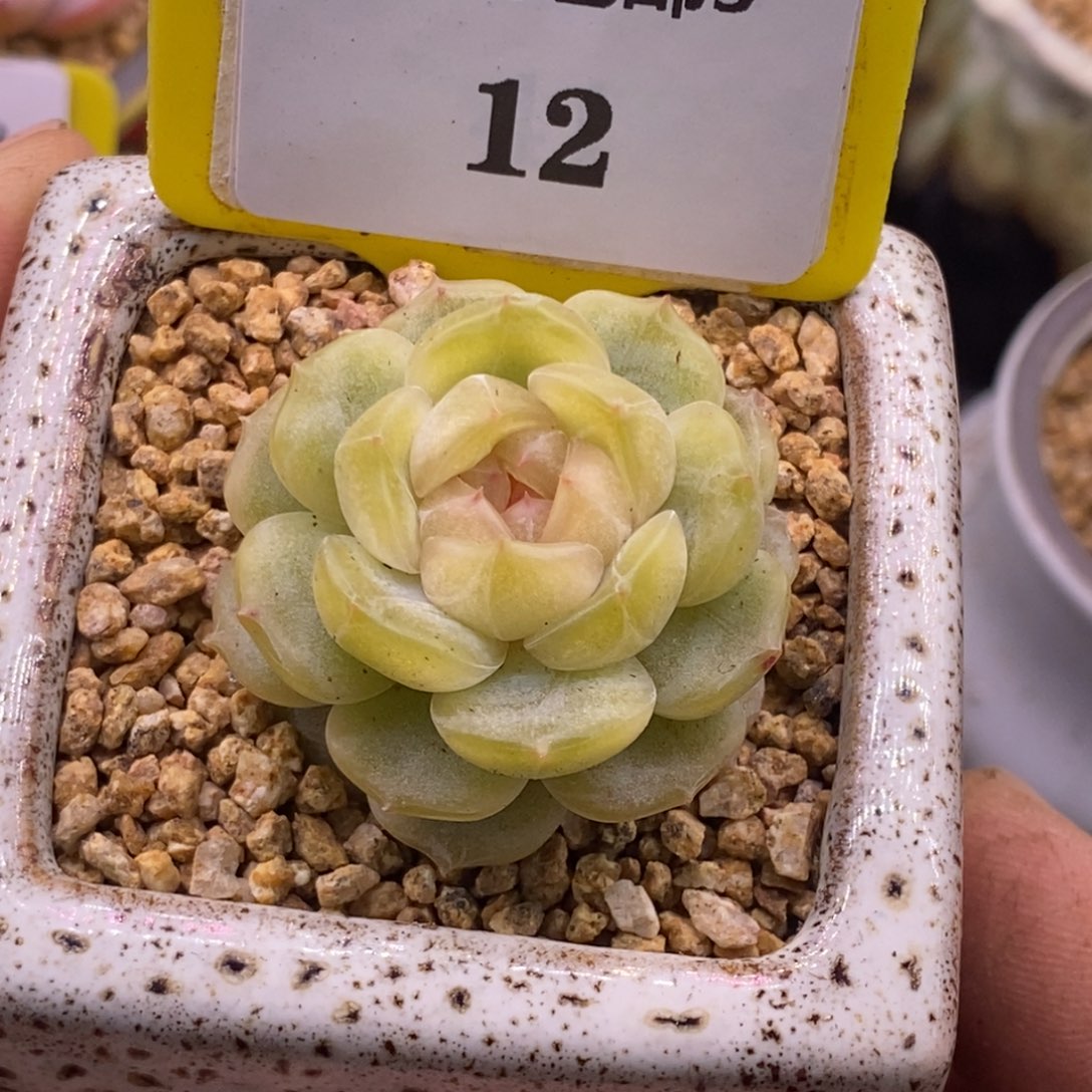 312精控白恋多肉植物……