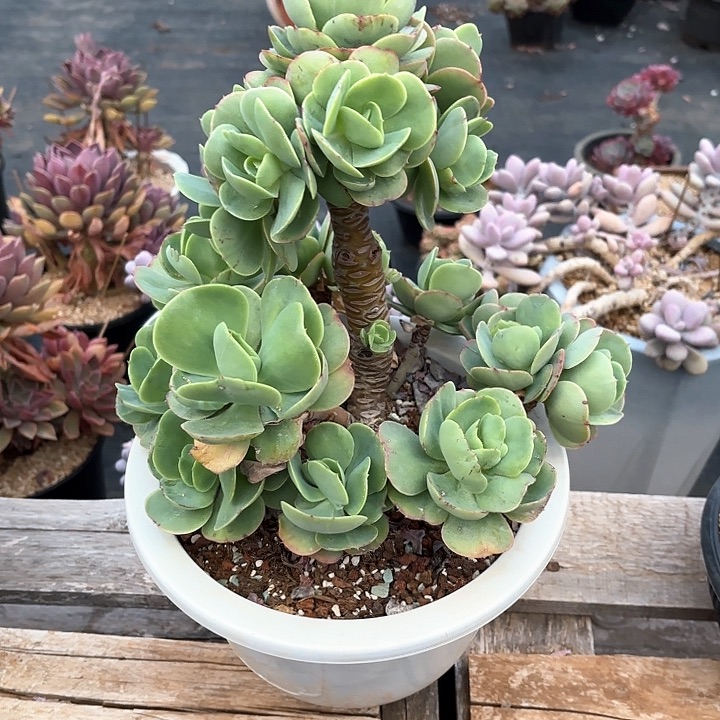 多肉植物，鸡蛋碧桃