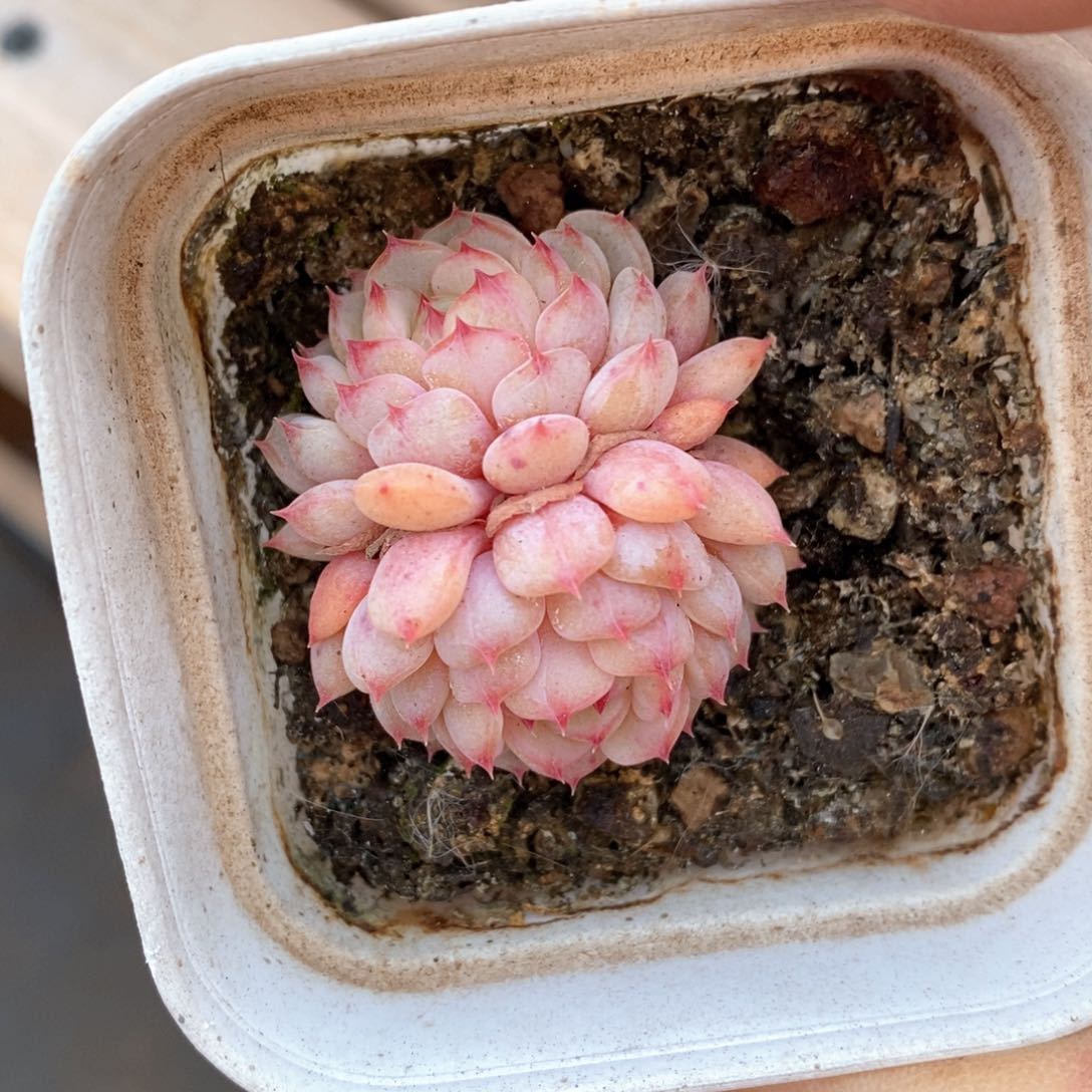 精品多肉一物一拍不包整400