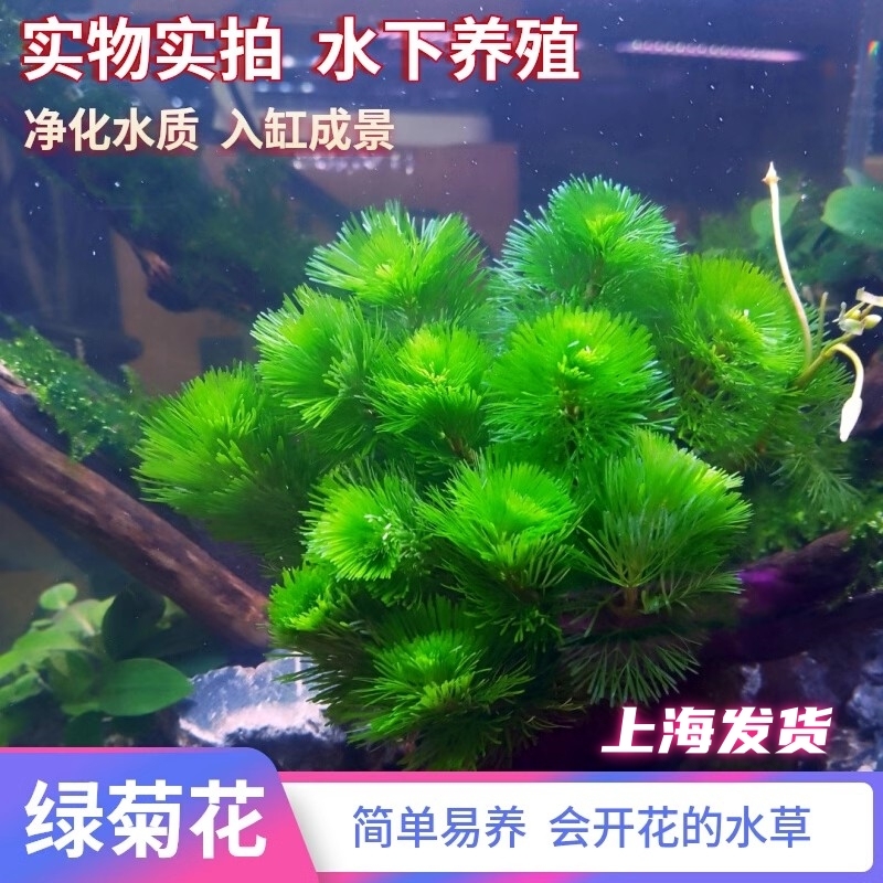 鱼缸绿菊水草竹节草净水金鱼藻增氧草缸植物形懒人水草开花阴性草