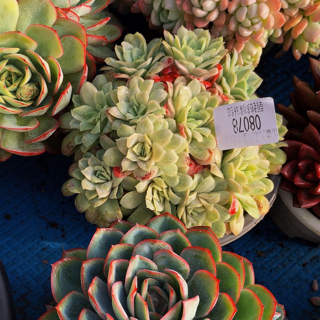 女***人   冰片玫瑰锦08078