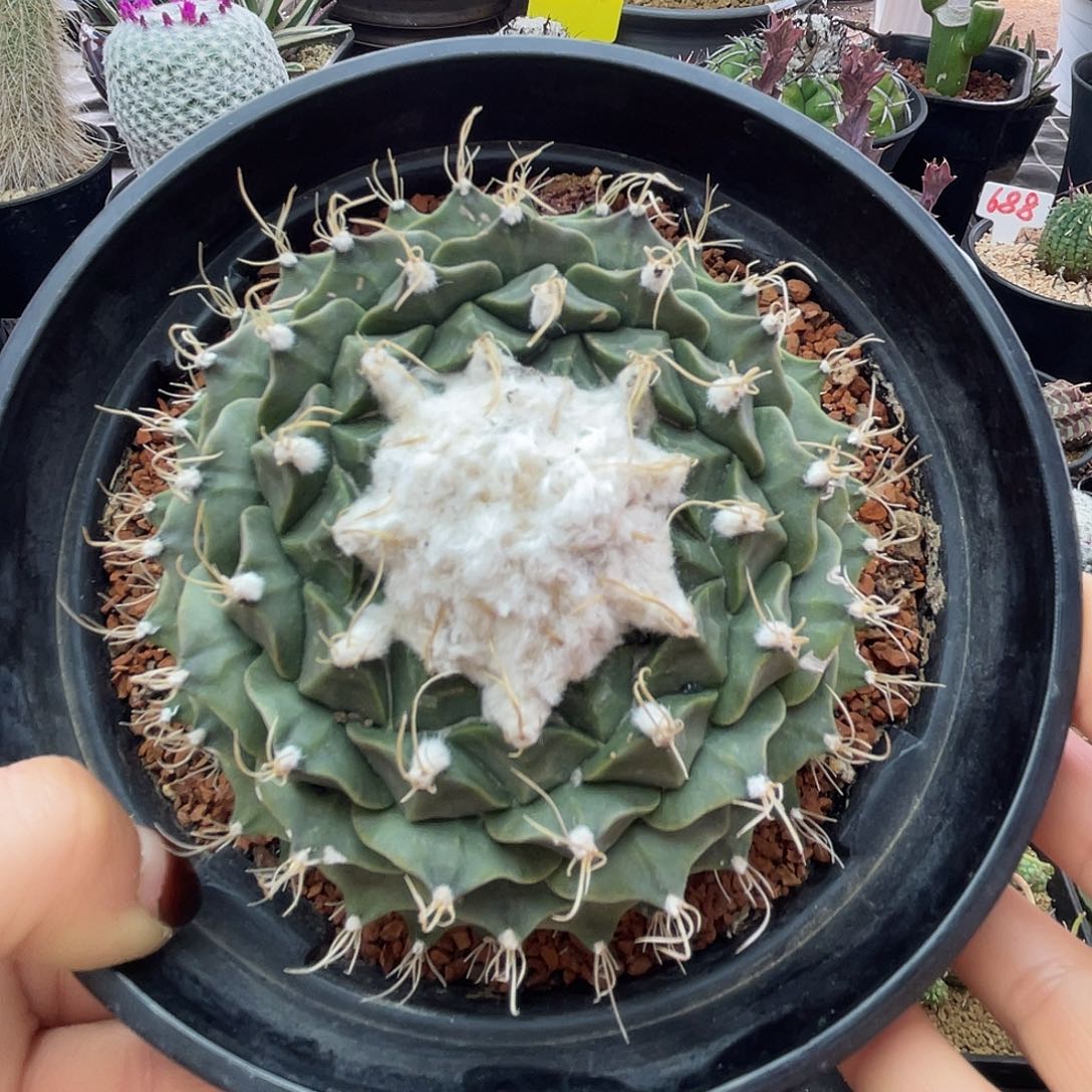 雪顶大尤帝冠仙人球多肉植物
