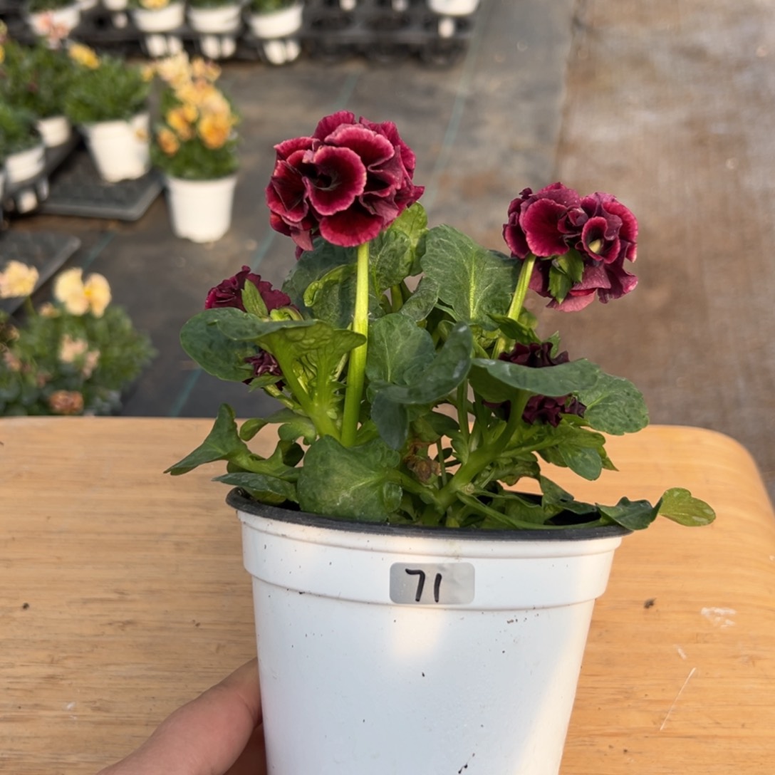 红陶抖音直播间闪拍71