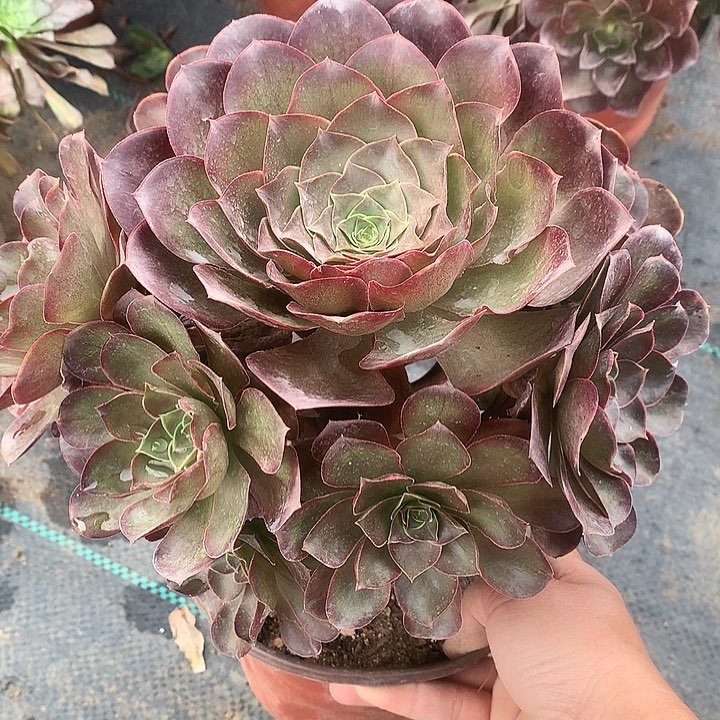 806魅金多肉植物