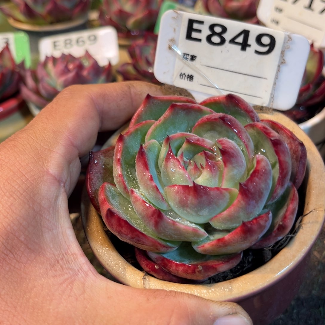 惊鸿一瞥849号多肉