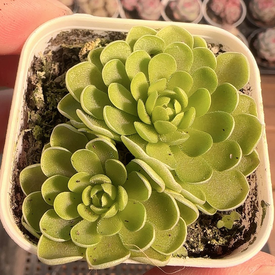 多肉1130-31捕虫堇