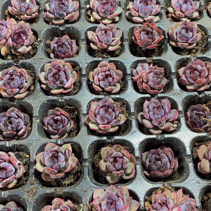 小蓝莓1元带土发货