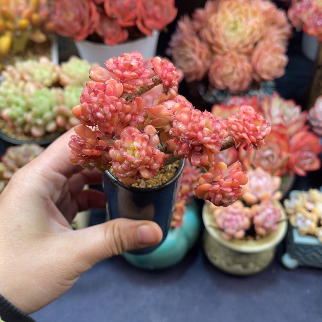 蜡牡丹 八公分左右