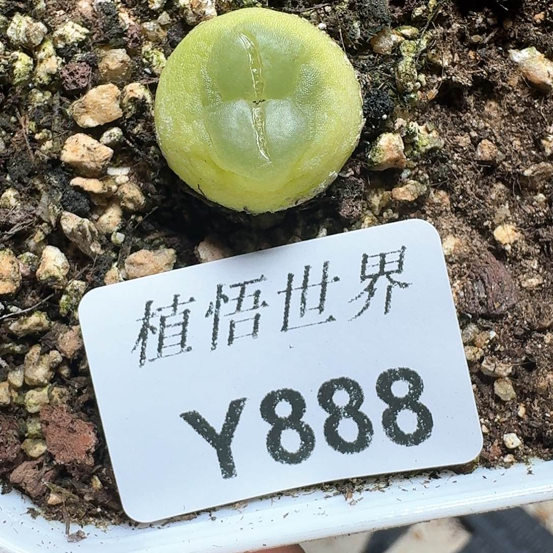 888盒多肉植物哇c f