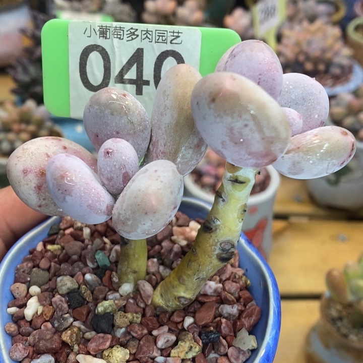 大叶奶040号的啊啊多肉啊啊啊