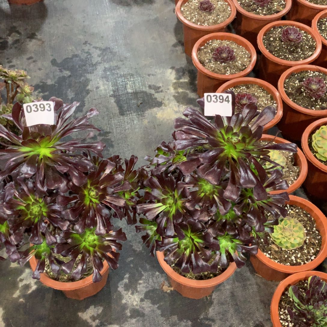 魔法师393394法师多肉植物660000