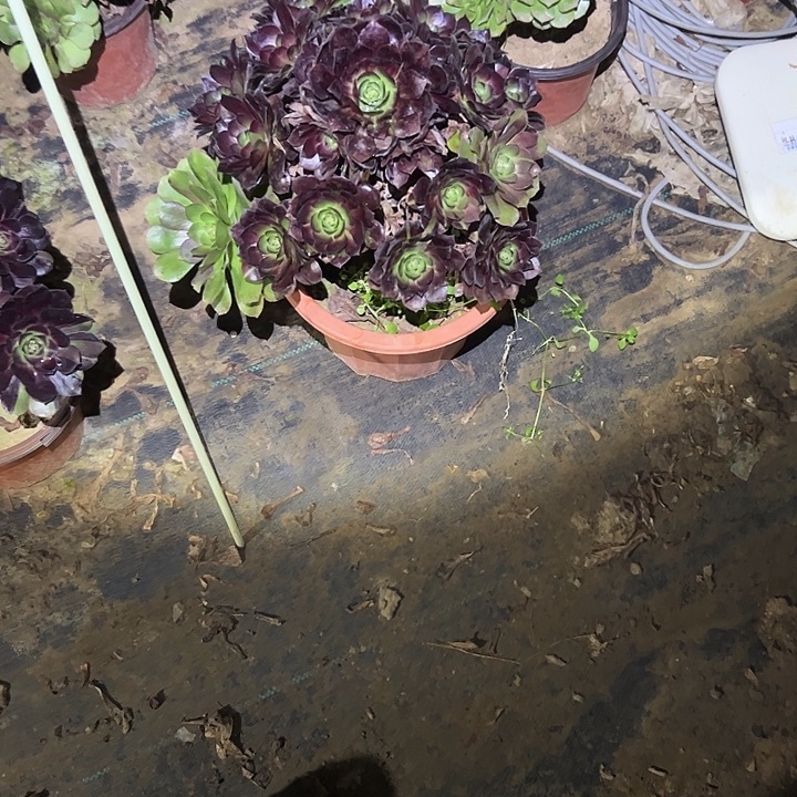 不包侧枝一物一拍33