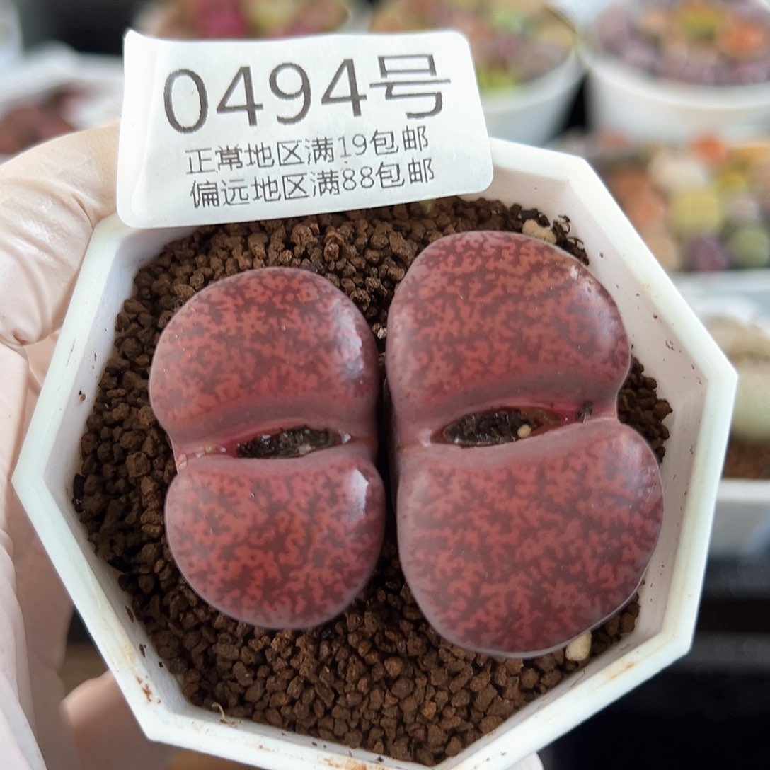 好养易活生石花大母本0494