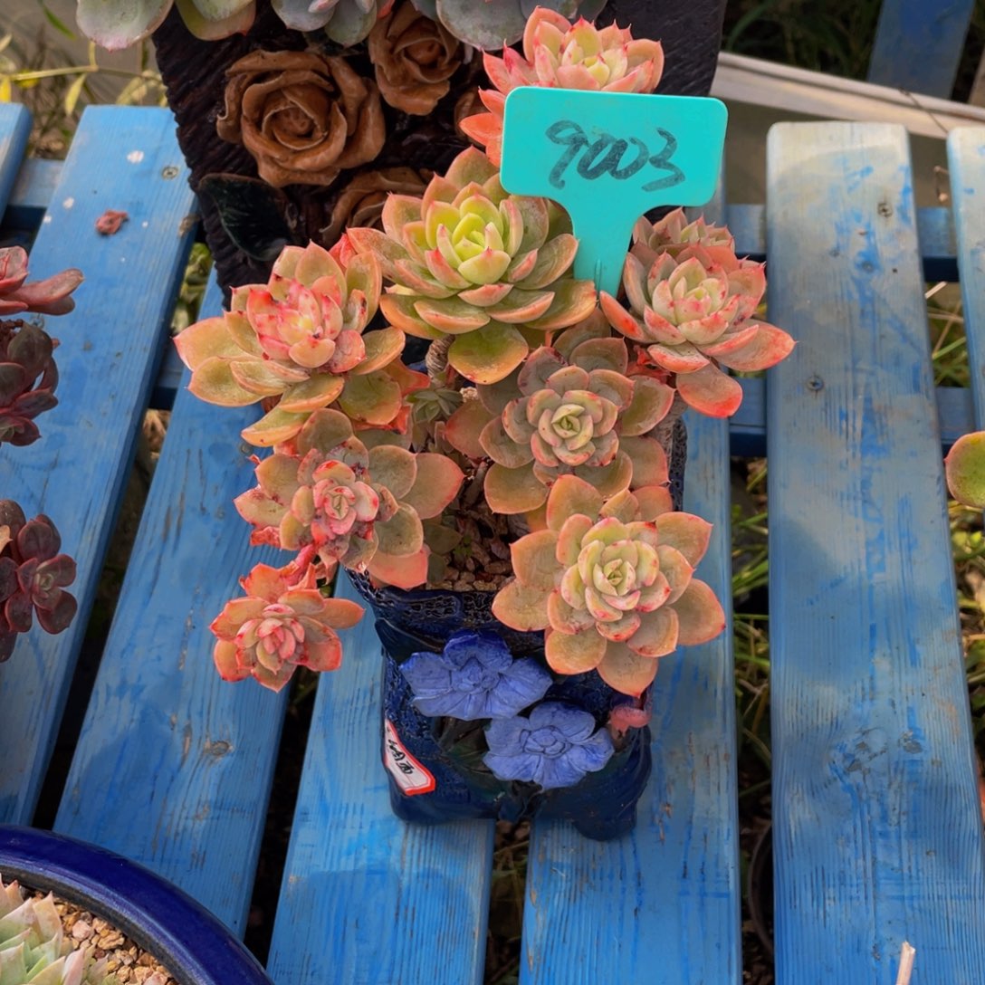 恩***宝9003上午多肉植物群生带盆