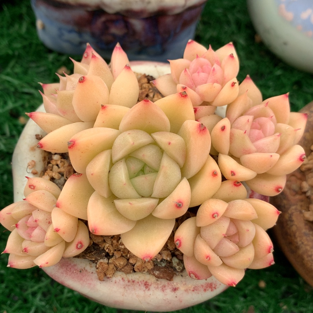 带盆       粉钻心麦秆