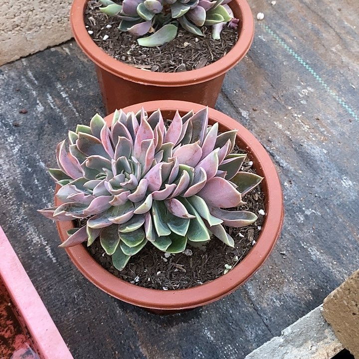 c**b琼斯多肉植物30-9