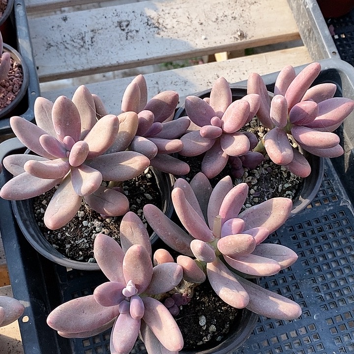 直播间双头糖果美人3颗一组