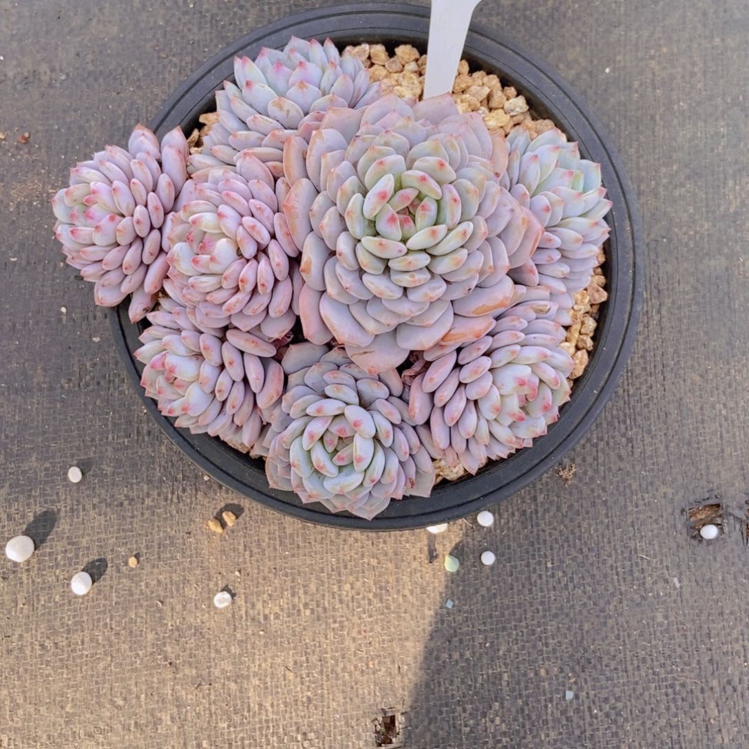 T****3034星星橙一颗换的