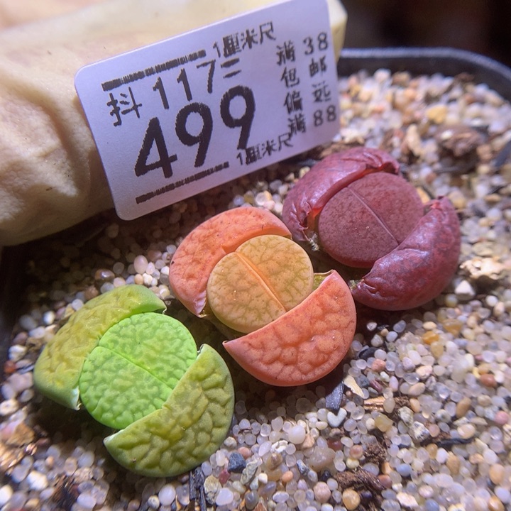 精品生石花117.499