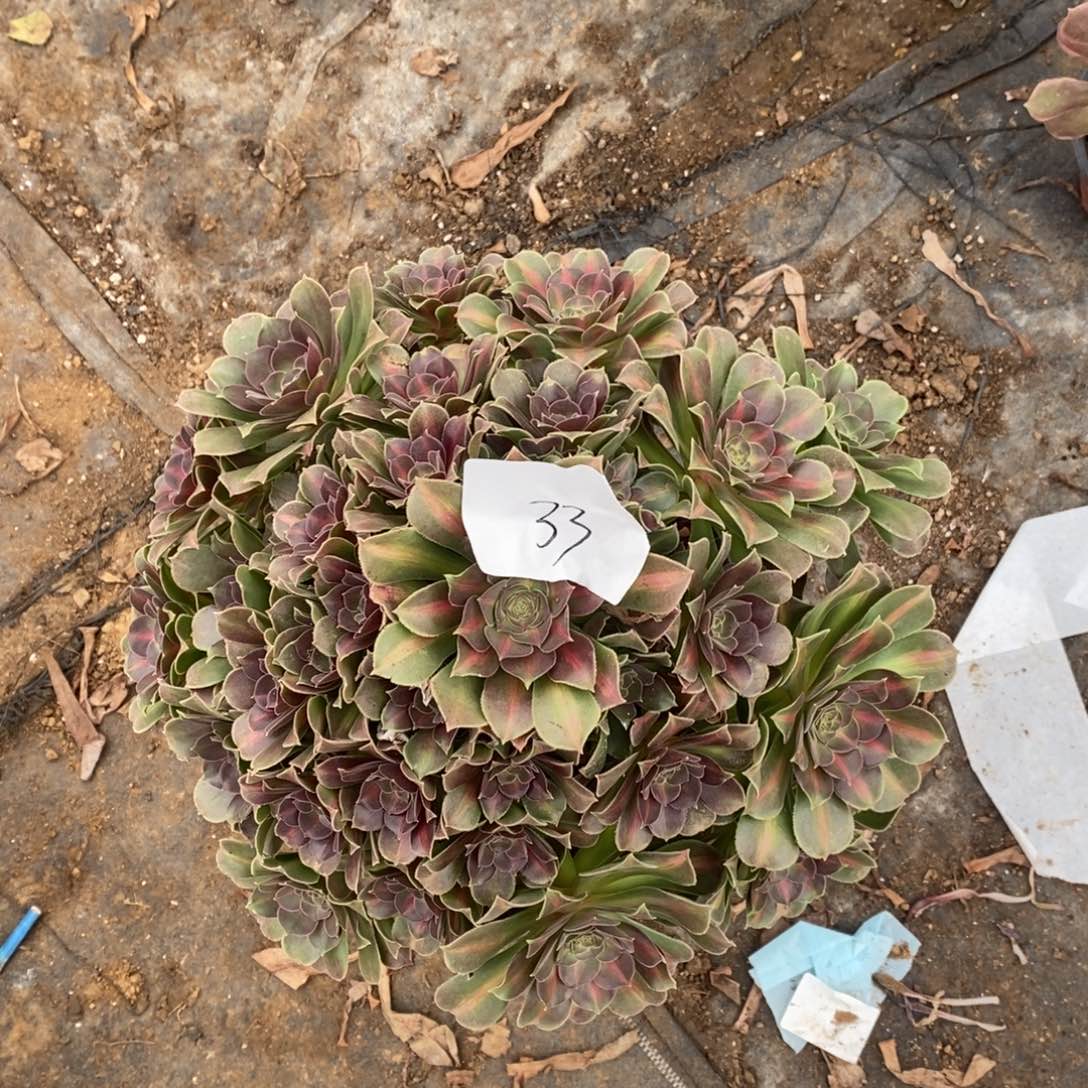 33拿铁多肉植物保护