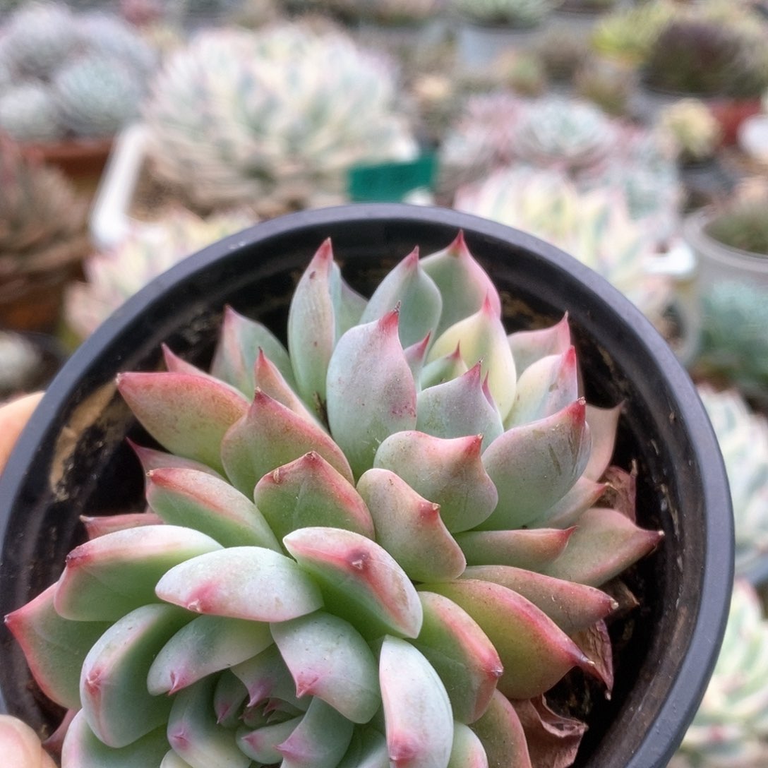 008锦锦锦锦锦锦锦锦锦