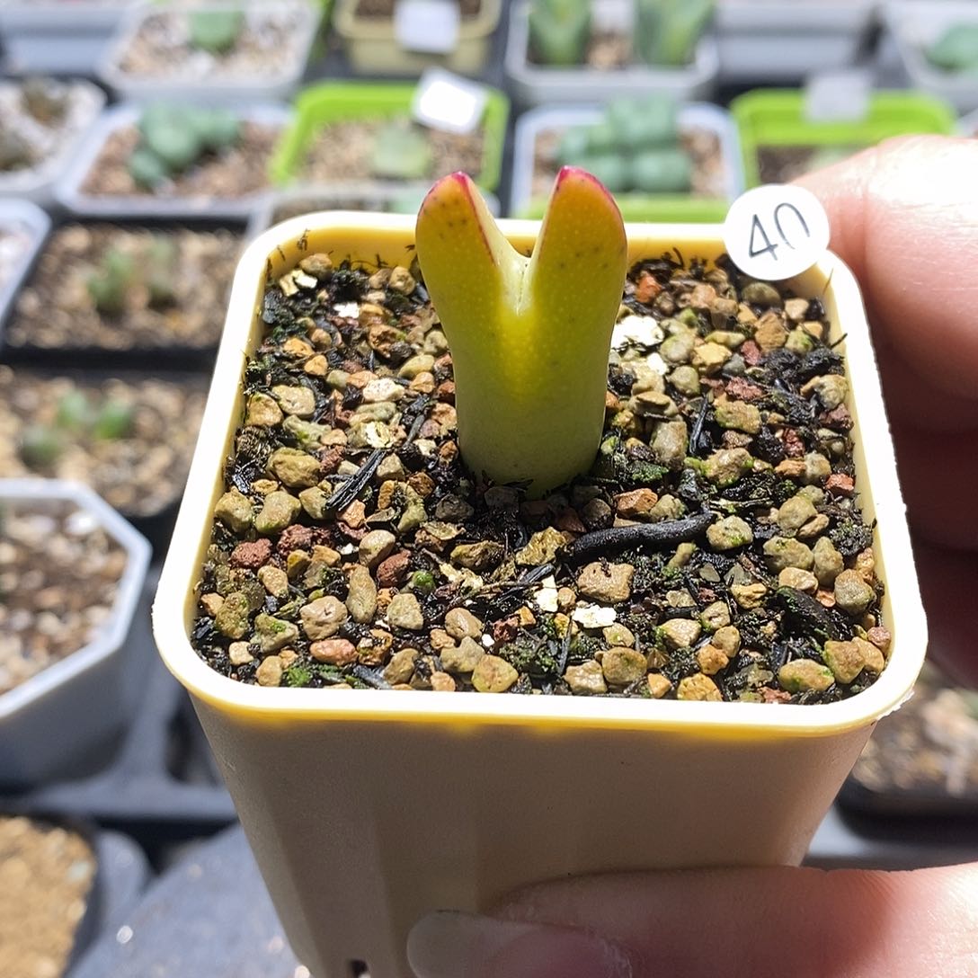 比卡丘多肉植物40号