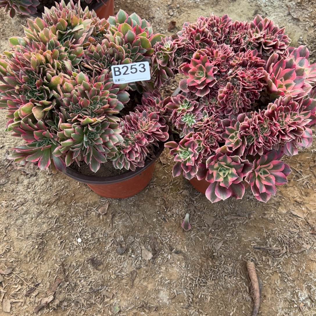 ღ****253两颗组合多肉植物