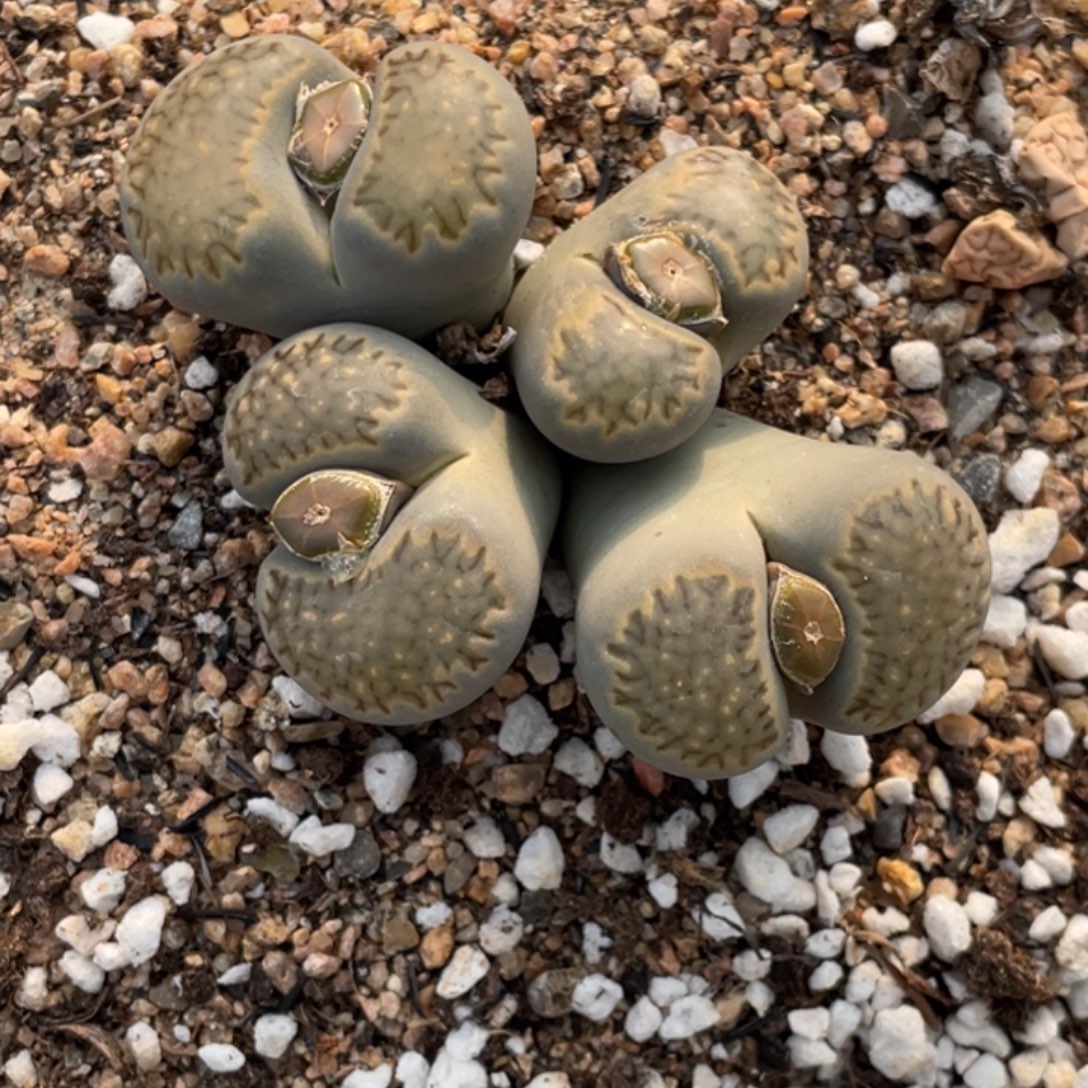 非偏远满20包邮059