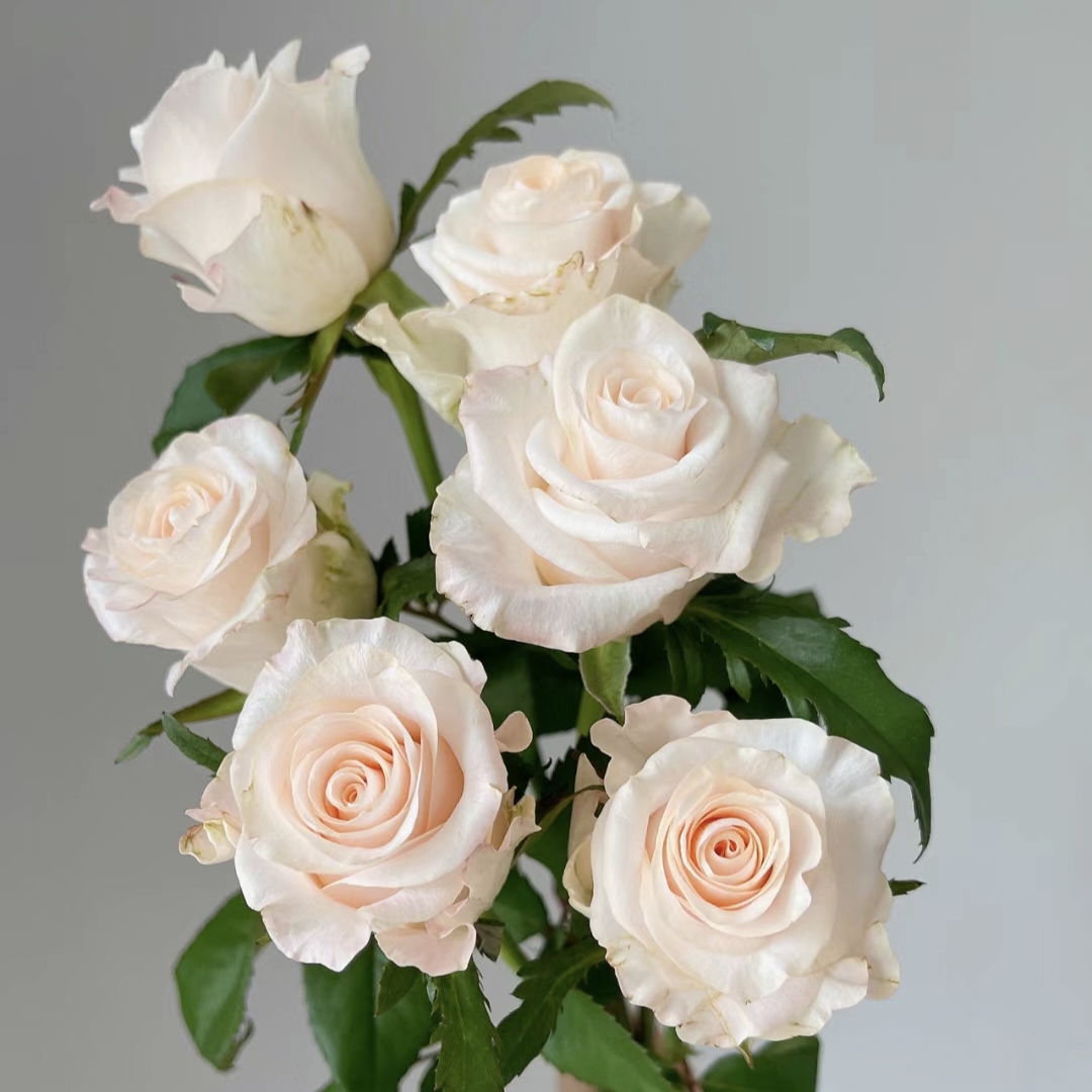 10枝辛西娅单头玫瑰 小花苞 (两单发顺丰或京东快递)