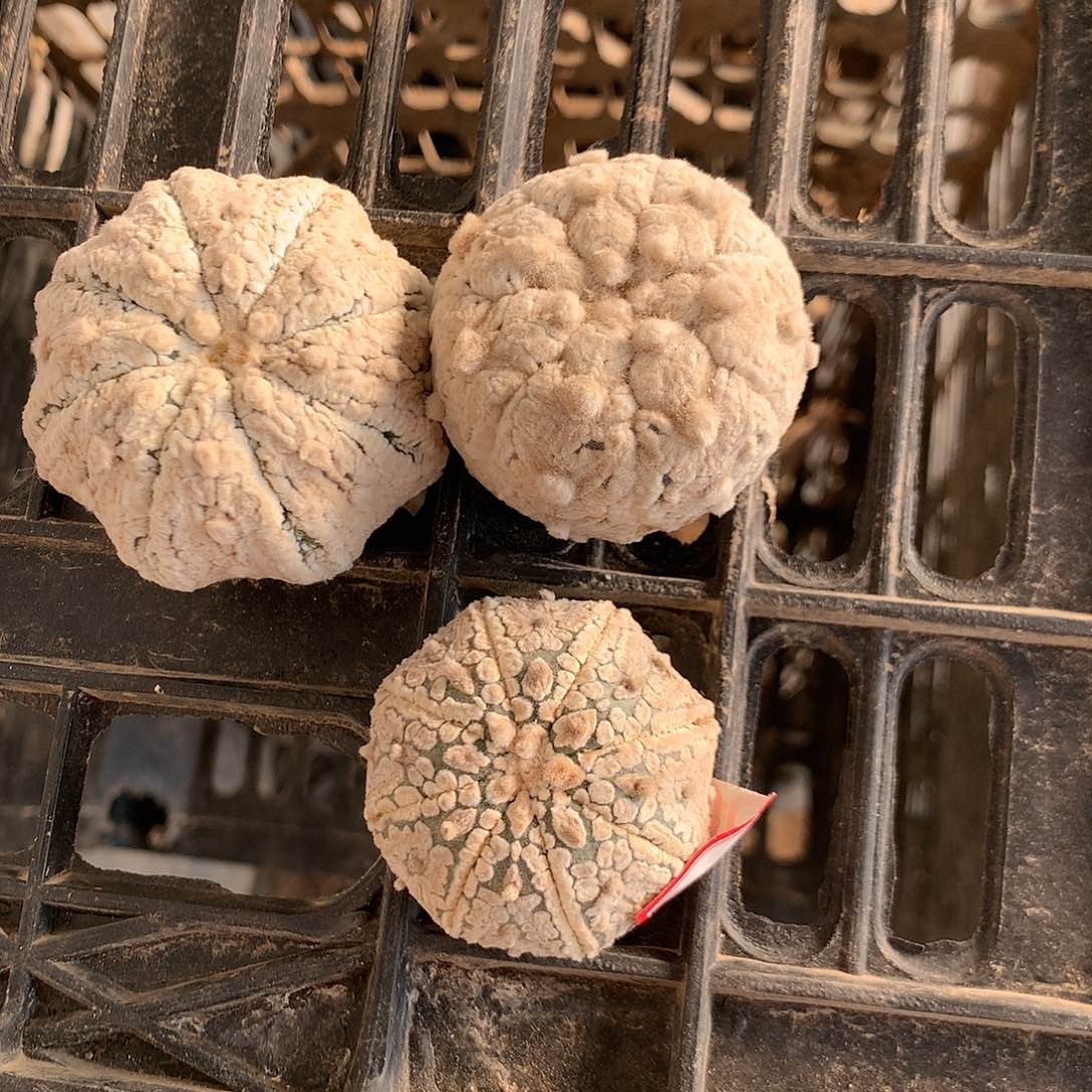 【闪购商品】狼***三兜兜兜