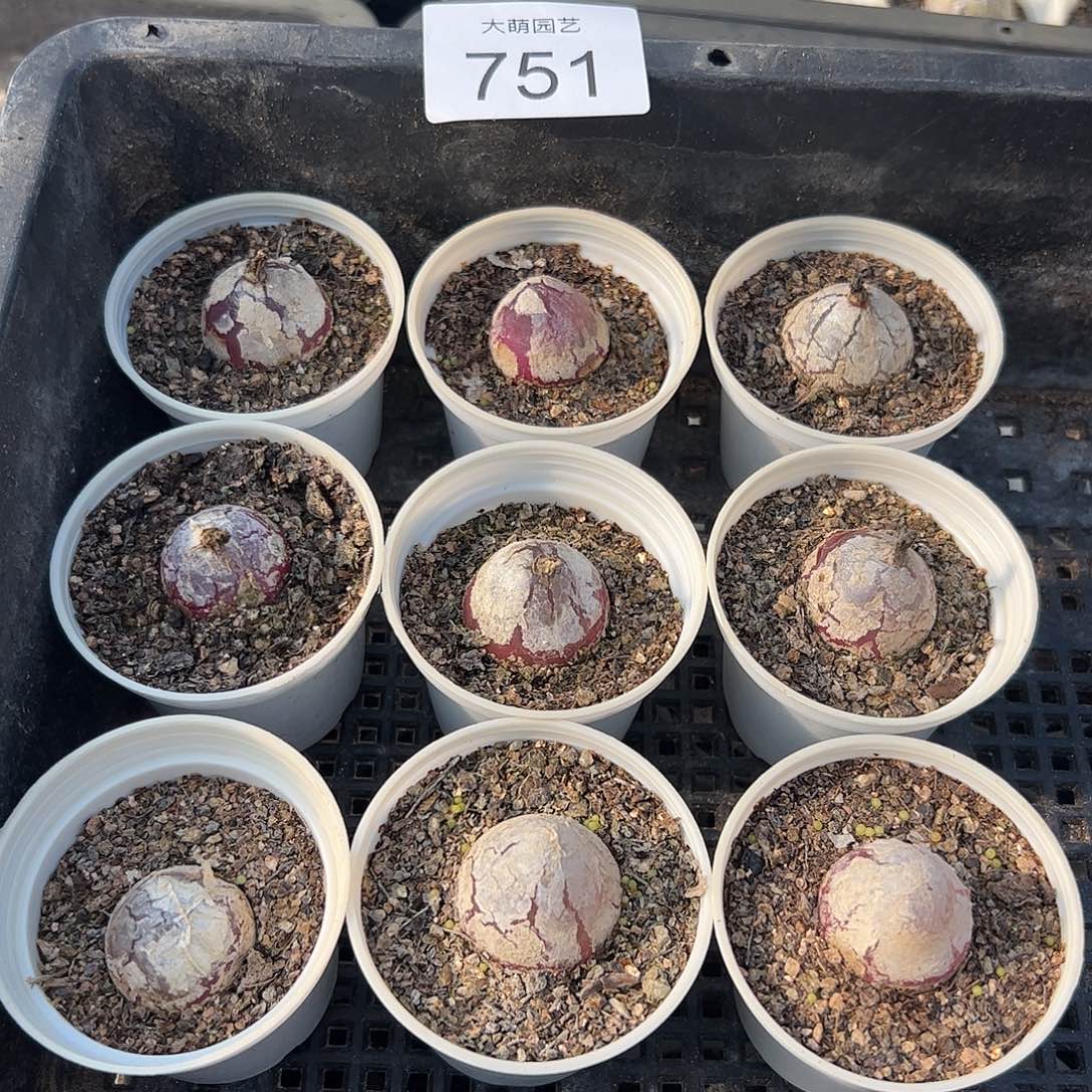 量拍以下3盆灯泡带盆土发。 751