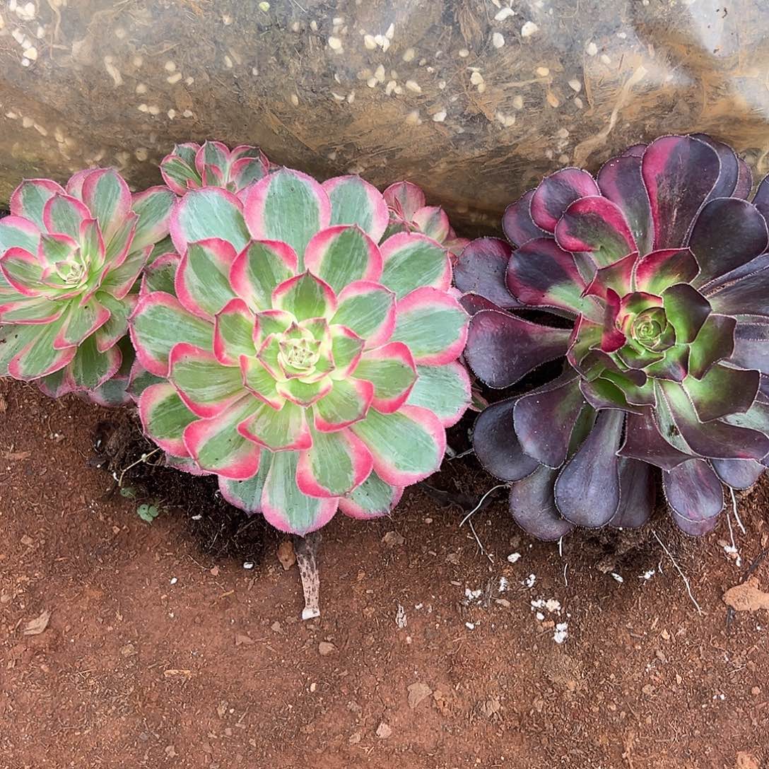 用***8精品多肉植物赤子心