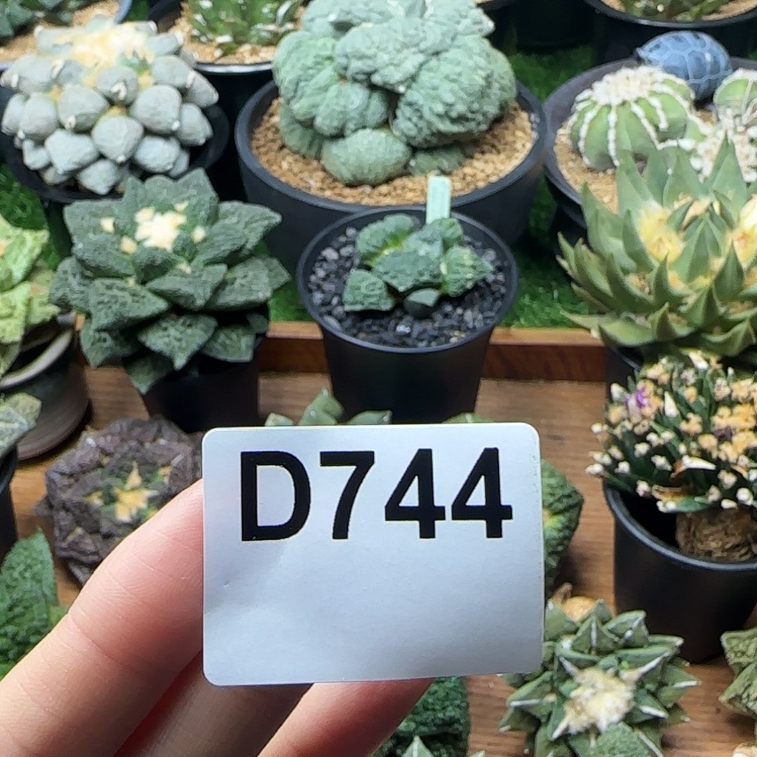 光琳推荐仙人球专拍